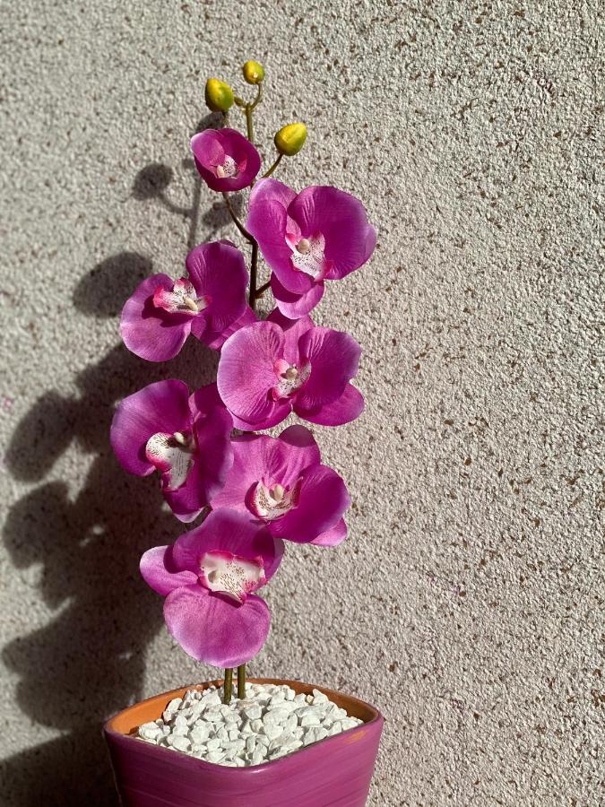 Apartment Orchid 021 Novi Sad Ngoại thất bức ảnh